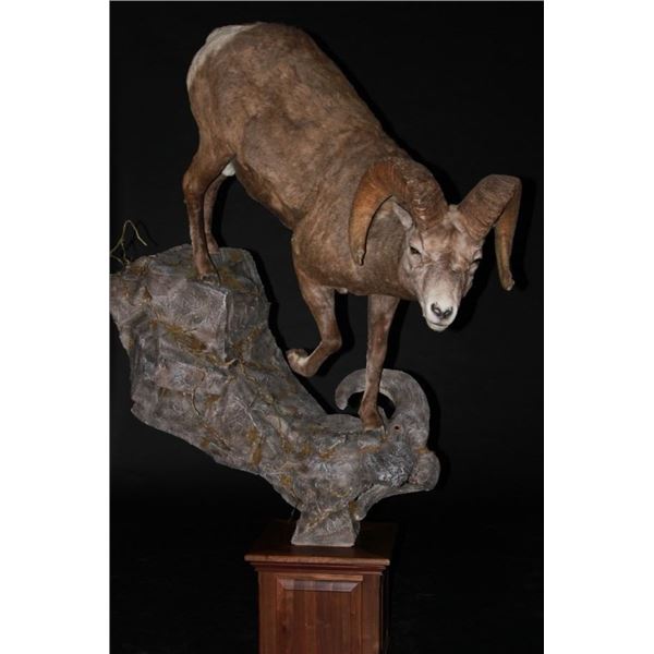 $1000 Taxidermy Credit
