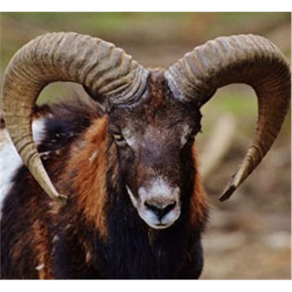 Free Range Iberian Mouflon Sheep