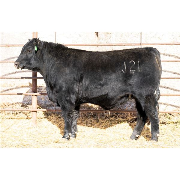 Dodds Supercharger J21