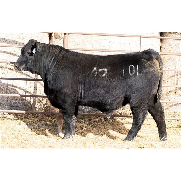 Dodds Southern Charm J01