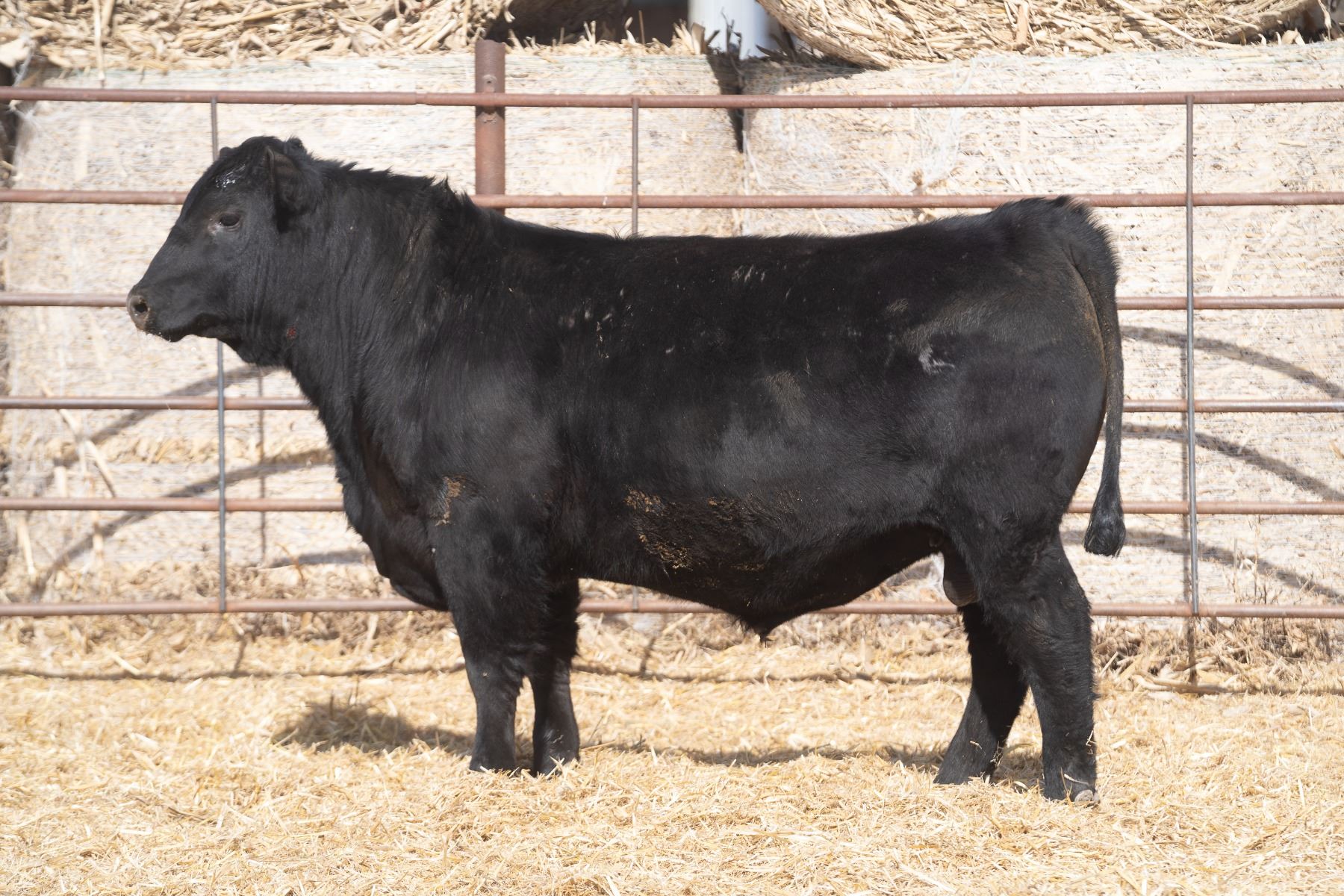 Commercial Bull Musgrave 316 Exclusive