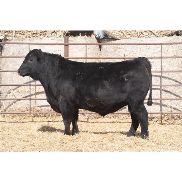 Commercial Bull - Musgrave 316 Exclusive