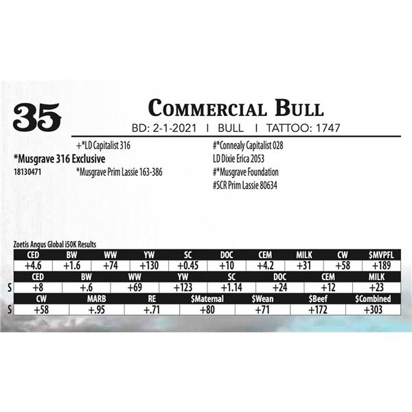 Commercial Bull - Musgrave 316 Exclusive