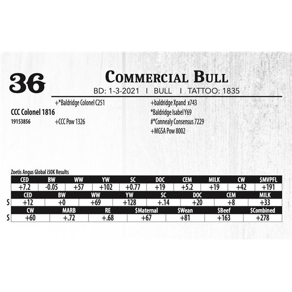Commercial Bull - CCC Colonel 1816