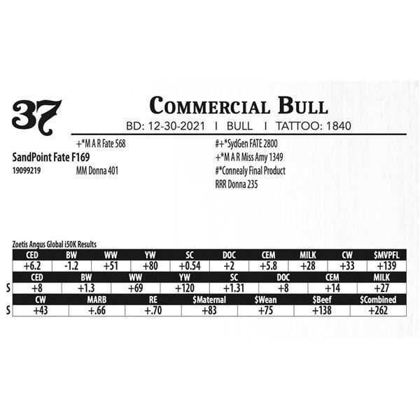 Commercial Bull - SandPoint Fate F169