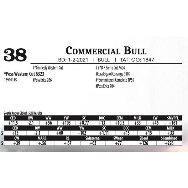 Commercial Bull - Poss Western Cut 6323