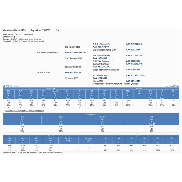 Whitestone Marica 612B
