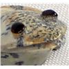 Image 4 : Zuni Carved Fishrock Frog by Ricky Laahty
