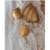 Image 1 : Coro Leaf Jewelry set
