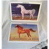 Image 1 : Arabian Horse Pictures