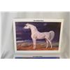 Image 2 : Arabian Horse Pictures