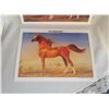 Image 3 : Arabian Horse Pictures