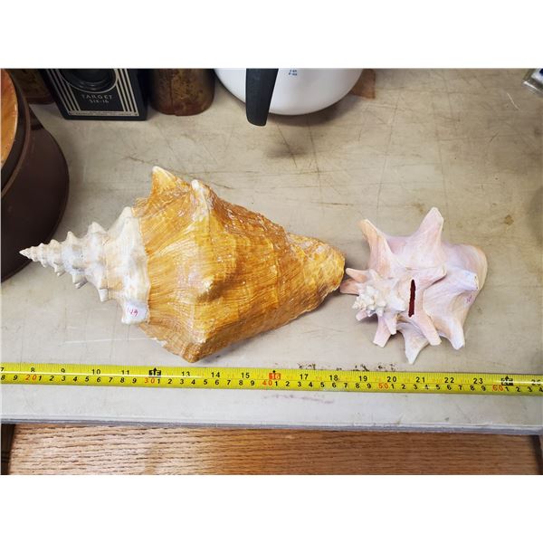 2 CONCH SHELLS