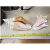 Image 2 : 2 CONCH SHELLS