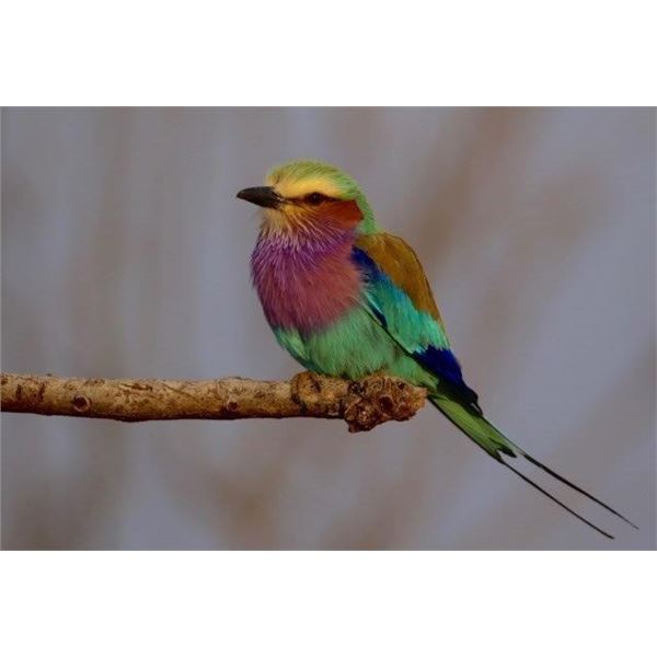 MATTHEW GREEFF SAFARIS, Nelspruit: South Africa