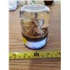Image 1 : HERMIT CRAB IN RESIN