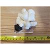 Image 2 : WHITE CORAL