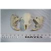 Image 1 : Beaver Skulls Parts