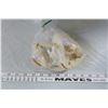 Image 1 : Bag-o-Beaver Teeth/ Skull