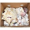 Image 1 : COLLECTION OF SEA SHELLS