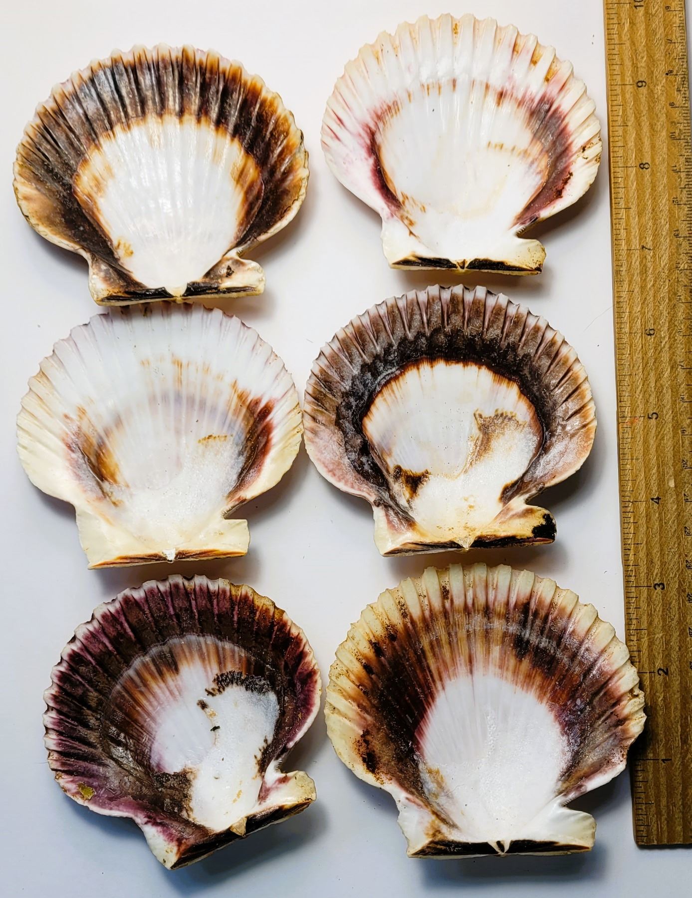 Serving Shell 11) LOT OF 6 NATURAL SERVING SHELLS.