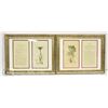 Image 2 : BOTANICAL PRINTS -7 PRINTS TAKEN FROM CIRCA 1800'S