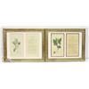 Image 3 : BOTANICAL PRINTS -7 PRINTS TAKEN FROM CIRCA 1800'S