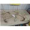 Image 1 : Deer Antler Sheds