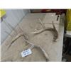 Image 2 : Deer Antler Sheds