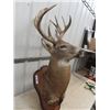 Image 2 : Whitetail Buck Deer Mount with Permit