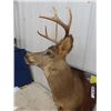 Image 2 : Buck Deer Mount with Tag
