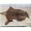 Image 2 : Kangaroo Tanned hide 33" x 26" plus tail 28" Long