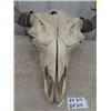 Image 3 : Buffalo Skull