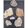 Image 1 : Lot of 5 Large Fossils