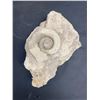 Image 2 : Lot of 5 Large Fossils