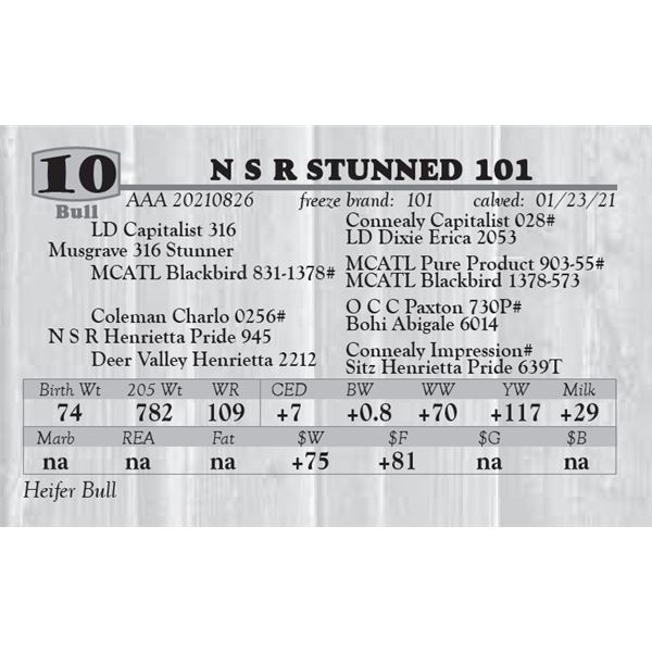 N S R STUNNED 101