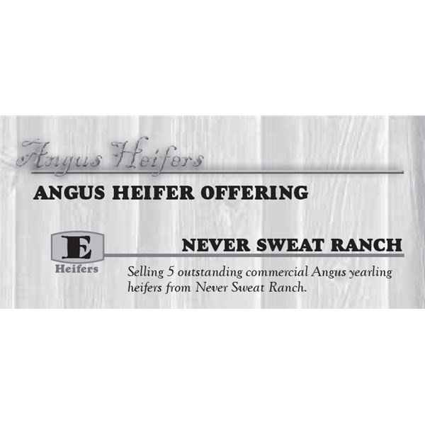 ANGUS HEIFER OFFERING