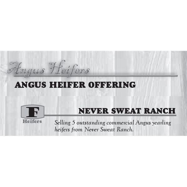 ANGUS HEIFER OFFERING