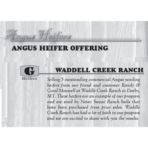 ANGUS HEIFER OFFERING