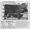 Image 1 : Raffle Heifer