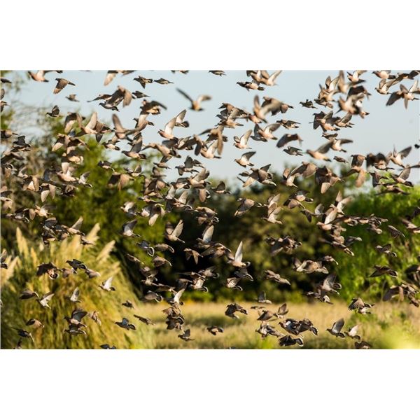 Four days of Dove hunting for two hunters in Cordoba, Argentina. Donated by: Tomas Frontera from Fro
