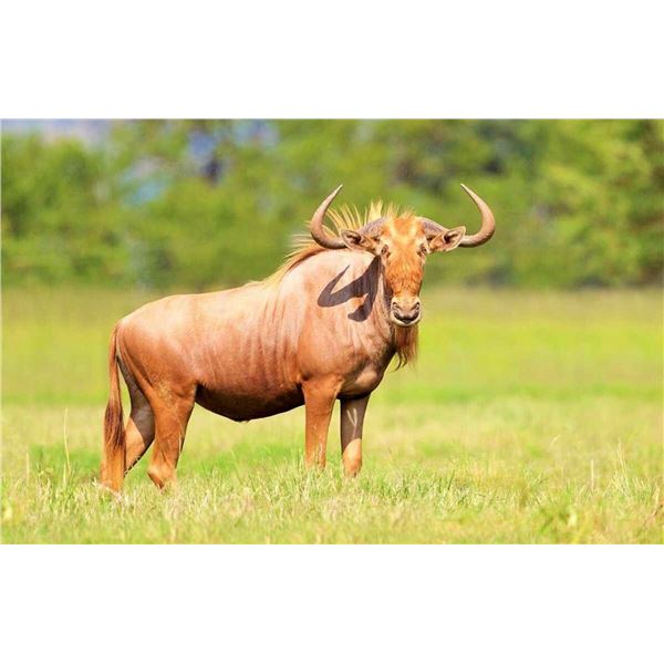 Cedric Nieuwoudt of Cape to Cairo Safari has donated trophy fees to the value of USD 6500/per hunter