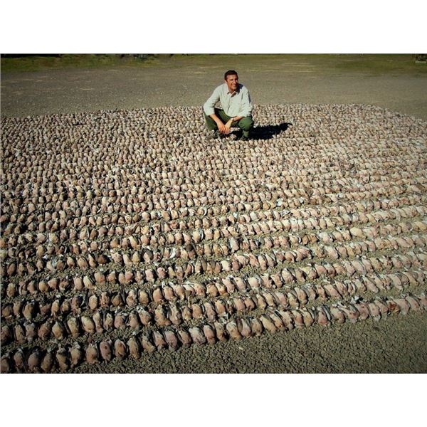 Three Day Argentina Dove Hunt for two hunters Donated by: Argentina Big Hunting Value: $ 3,600