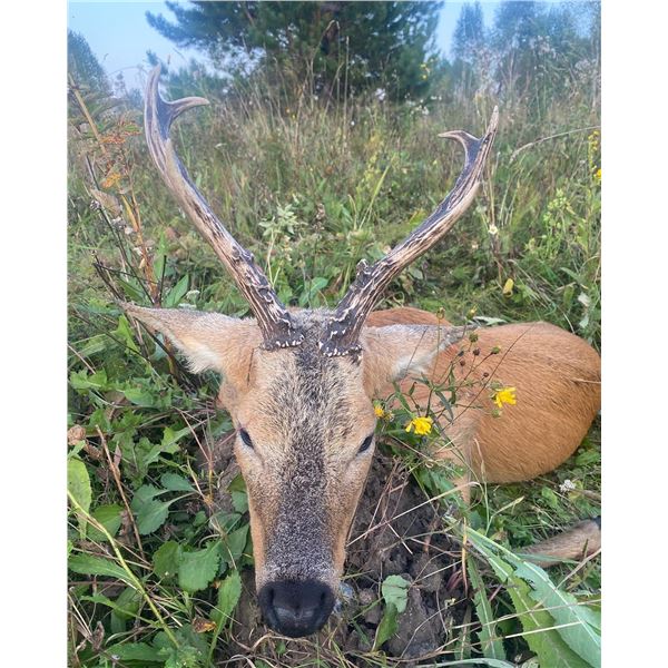 7-day Siberian Roe Deer Hunt For 1 Hunter in the Russian Federation. Donated by Woodsman Hunt Russia