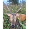 Image 1 : 7-day Siberian Roe Deer Hunt For 1 Hunter in the Russian Federation. Donated by Woodsman Hunt Russia
