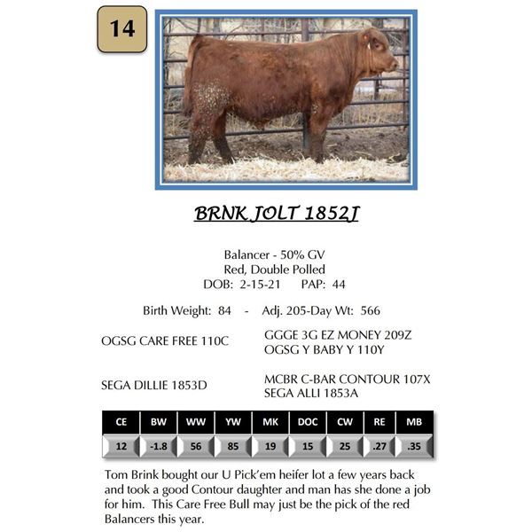 BRNK JOLT 1852J