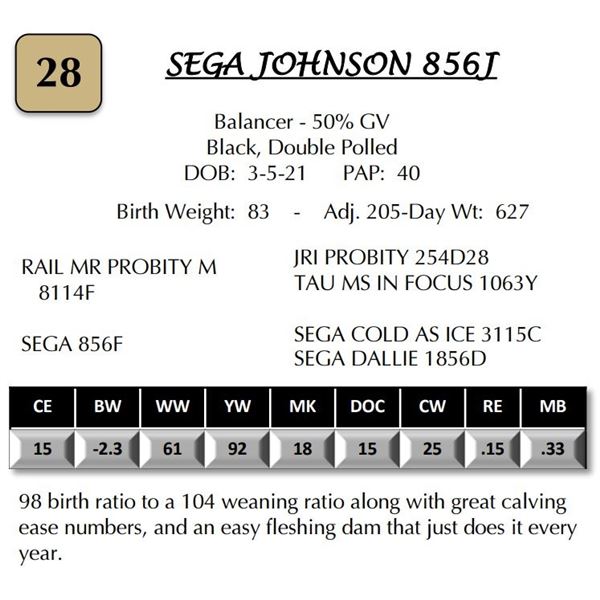 SEGA JOHNSON 856J