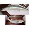 Image 1 : Fish Taxidermy
