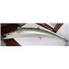 Image 2 : Fish Taxidermy