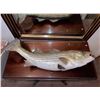 Image 3 : Fish Taxidermy